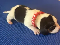 Female 3, a female Beagle for sale in Dallas, TX – Photo 6 of 8