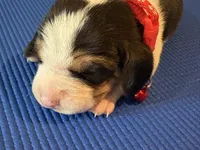 Female 3, a female Beagle for sale in Dallas, TX – Photo 5 of 8