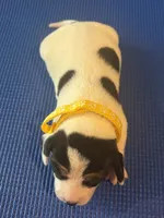 Female 2, a female Beagle for sale in Dallas, TX – Photo 9 of 9