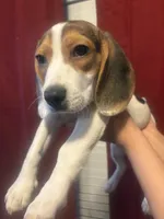 Female 2, a female Beagle for sale in Dallas, TX – 6 of 6