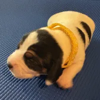 Female 2, a female Beagle for sale in Dallas, TX – Photo 3 of 9