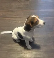 Female 2, a female Beagle for sale in Dallas, TX – 2 of 6