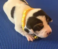 Female 2, a female Beagle for sale in Dallas, TX – Photo 8 of 9