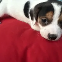 Female 2, a female Beagle for sale in Dallas, TX – Photo 1 of 6