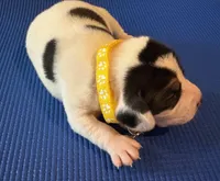 Female 2, a female Beagle for sale in Dallas, TX – Photo 4 of 9