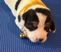 Female 2, a female Beagle for sale in Dallas, TX – Photo 1 of 9