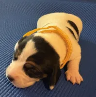 Female 2, a female Beagle for sale in Dallas, TX – Photo 2 of 9