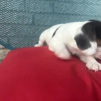 Female 2, a female Beagle for sale in Dallas, TX – Photo 5 of 6