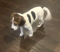 Female 2, a female Beagle for sale in Dallas, TX – 3 of 6