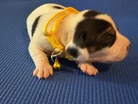 Female 2, a female Beagle for sale in Dallas, TX – Photo 5 of 9