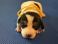 Female 2, a female Beagle for sale in Dallas, TX – Photo 7 of 9