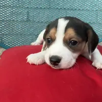 Female 2, a female Beagle for sale in Dallas, TX – Photo 2 of 6