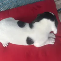 Female 2, a female Beagle for sale in Dallas, TX – Photo 3 of 6