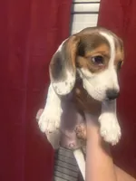Female 2, a female Beagle for sale in Dallas, TX – 5 of 6