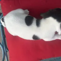 Female 2, a female Beagle for sale in Dallas, TX – Photo 6 of 6