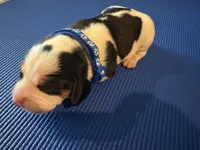 Male 3, a male Beagle for sale in Dallas, TX – Photo 1 of 4