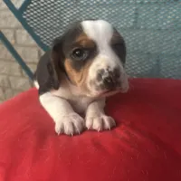 Male 3, a male Beagle for sale in Dallas, TX – Photo 2 of 7