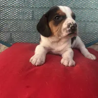 Male 3, a male Beagle for sale in Dallas, TX – Photo 1 of 7