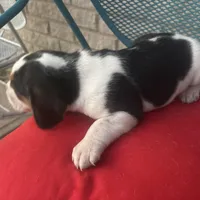 Male 3, a male Beagle for sale in Dallas, TX – Photo 6 of 7