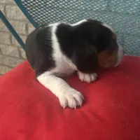 Male 3, a male Beagle for sale in Dallas, TX – Photo 4 of 7