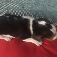 Male 3, a male Beagle for sale in Dallas, TX – Photo 7 of 7