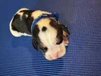 Male 3, a male Beagle for sale in Dallas, TX – Photo 3 of 4