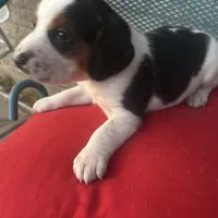 Male 3, a male Beagle for sale in Dallas, TX – Photo 5 of 7