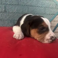 Male 3, a male Beagle for sale in Dallas, TX – Photo 3 of 7