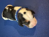 Male 3, a male Beagle for sale in Dallas, TX – Photo 4 of 4