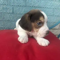 Male 1, a male Beagle for sale in Dallas, TX – Photo 3 of 6