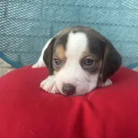 Male 1, a male Beagle for sale in Dallas, TX – Photo 1 of 6