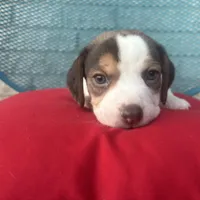 Male 1, a male Beagle for sale in Dallas, TX – Photo 4 of 6