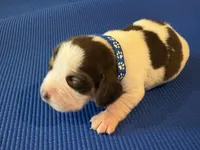 Male 1, a male Beagle for sale in Dallas, TX – Photo 2 of 5