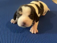 Male 1, a male Beagle for sale in Dallas, TX – Photo 1 of 5