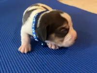 Male 1, a male Beagle for sale in Dallas, TX – Photo 4 of 5