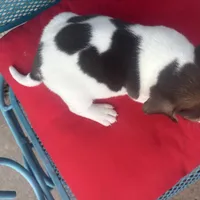 Male 1, a male Beagle for sale in Dallas, TX – Photo 6 of 6