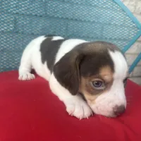 Male 1, a male Beagle for sale in Dallas, TX – Photo 2 of 6