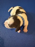 Male 1, a male Beagle for sale in Dallas, TX – Photo 3 of 5