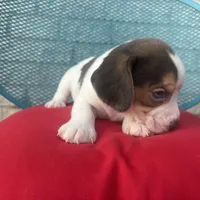 Male 1, a male Beagle for sale in Dallas, TX – Photo 5 of 6