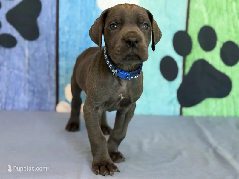 Eragon – Great Dane puppy for sale in Fort Wayne, IN