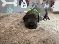 Jasper, a male Great Dane for sale in Fort Wayne, IN – 3 of 5
