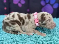 Rita, a female Great Dane for sale in Fort Wayne, IN – Photo 7 of 10