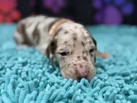 Rita, a female Great Dane for sale in Fort Wayne, IN – Photo 4 of 10