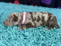 Rita, a female Great Dane for sale in Fort Wayne, IN – Photo 8 of 10