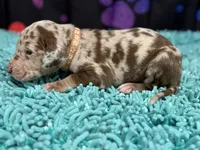 Rita, a female Great Dane for sale in Fort Wayne, IN – Photo 5 of 10