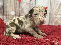 Rita, a female Great Dane for sale in Fort Wayne, IN – Photo 3 of 10