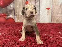 Rita, a female Great Dane for sale in Fort Wayne, IN – Photo 1 of 10