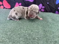 Winton, a male Great Dane for sale in Fort Wayne, IN – 3 of 5