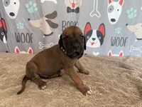 Horace, a male Great Dane for sale in Fort Wayne, IN – 5 of 10