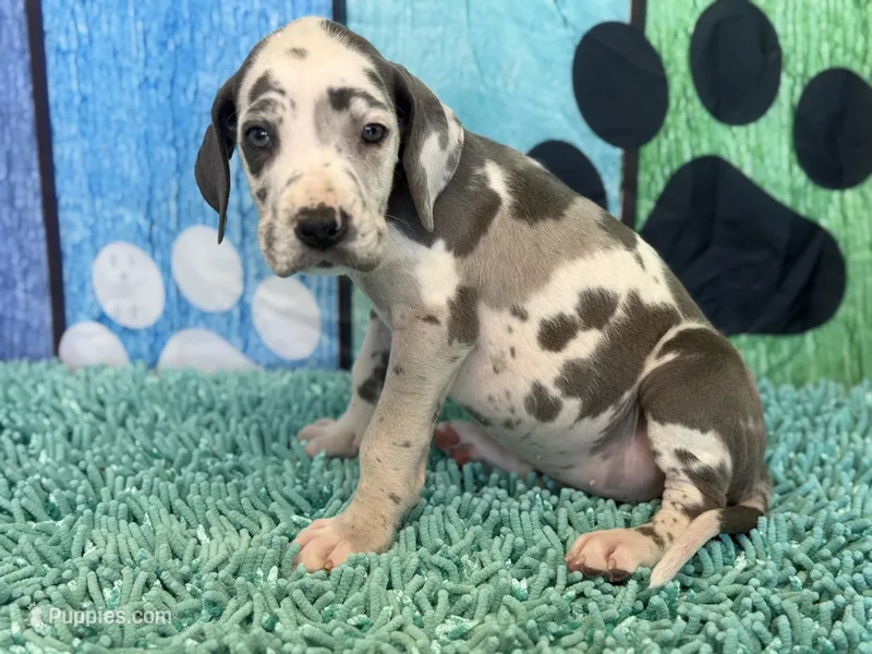 Cruella – Great Dane puppy for sale in Fort Wayne, IN